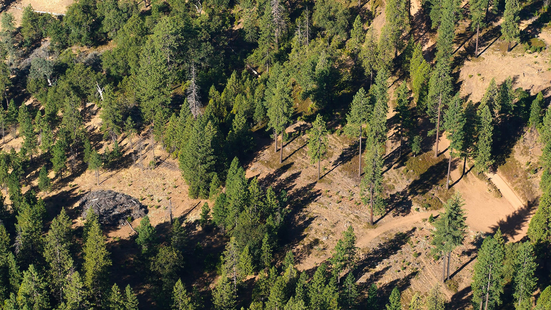 Foresty and agriculture aerial view