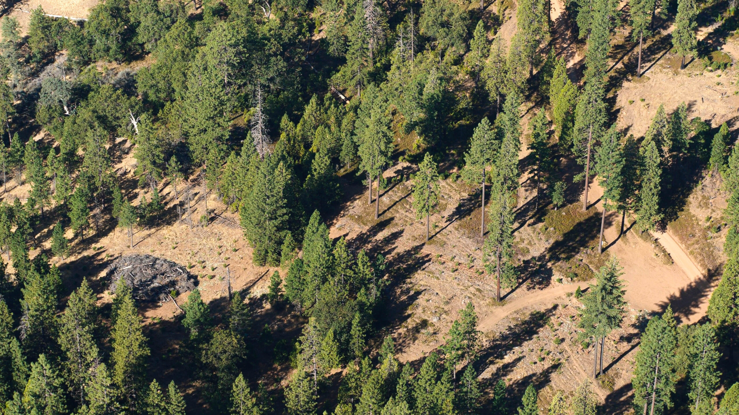 Aerial view of a dense forest with tall pine trees casting long shadows over a patch of bare ground and a circular log formation.
